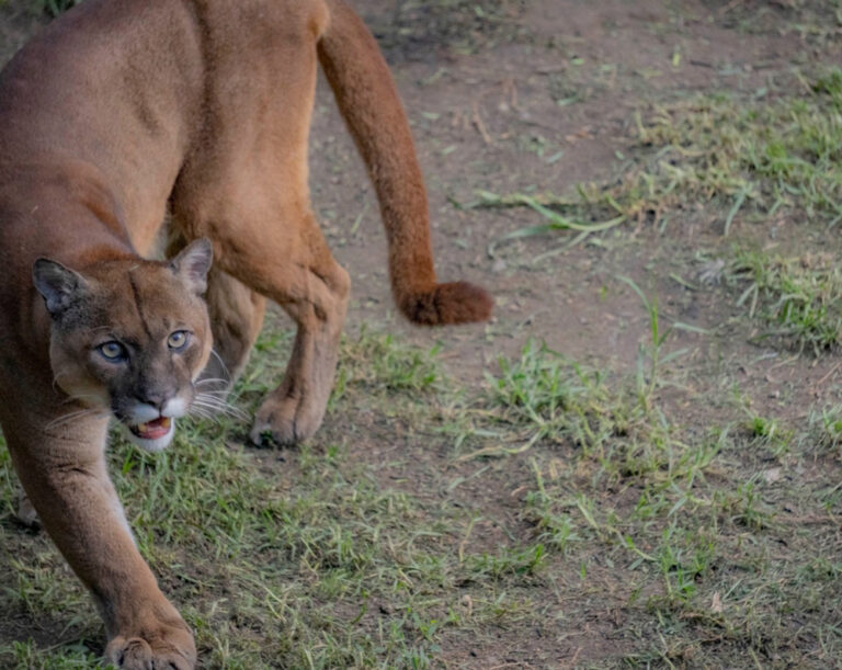 La secuenciación del genoma completo de pumas de Ecuador